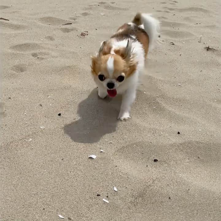 ちまのインスタグラム：「I came to the beach for the first time in my life. 🐶✨ It's a little hard to walk because my paws sink. 🐾💦  ちまはじめてのビーチ👙その2  慣れない足場の感覚だからか少し歩きにくそうだけど楽しそう☺️  #チワワ #chihuahua #ชิวาวา #PECOいぬ部 #WeeklyFluff #dogs #dogsofbark #bestviideo #sea #beach #内海 #内海海水浴場 #夏 #summer #ビーチ #chihuahualove #chihuahualife #chihuahuastagram #chihuahuasofinstagram #チワワのいる暮らし #チワワラブ #チワワ部 #チワワ大好き」