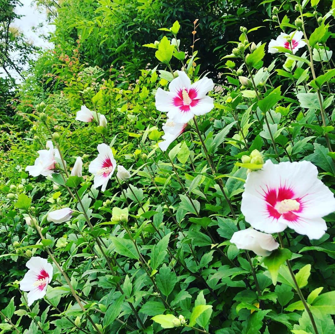 馬場典子さんのインスタグラム写真 - (馬場典子Instagram)「水分補給と除湿をしながら この蒸し暑さを乗り切りましょ〜 アメブロで今週の出演情報アップしました。  #馬場典子 #ばばちゃんネル #癒しのある暮らし」6月27日 11時15分 - baba_channel