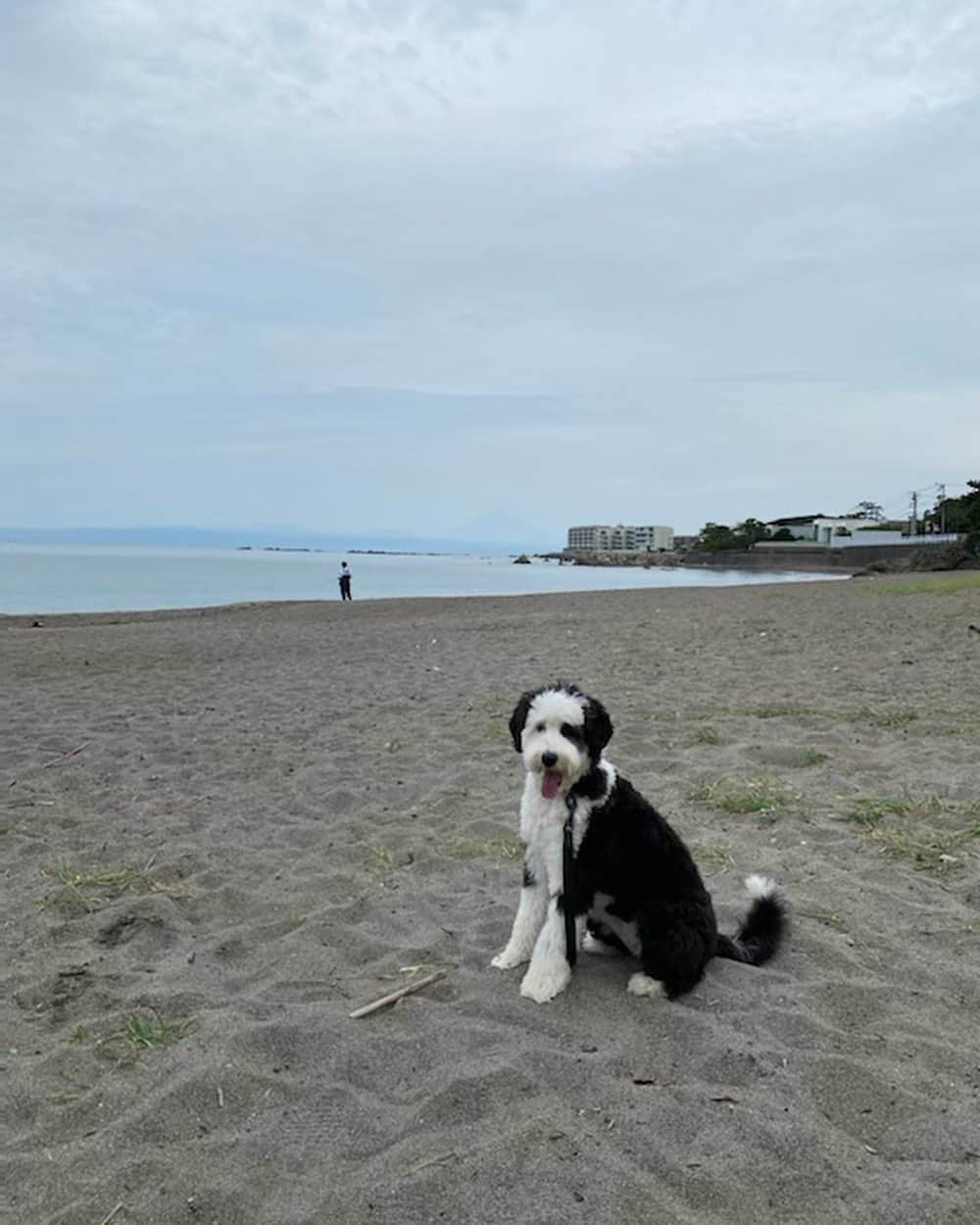 桐島かれんさんのインスタグラム写真 - (桐島かれんInstagram)「葉山で夫と過ごすダリ。 私は老犬セザンヌの世話ためお留守番。  #葉山#シュヌードル#シュナプー#schnoodlegram #schnoodle#doodle #schnoodlesofinstagram」6月27日 11時45分 - houseoflotuskaren