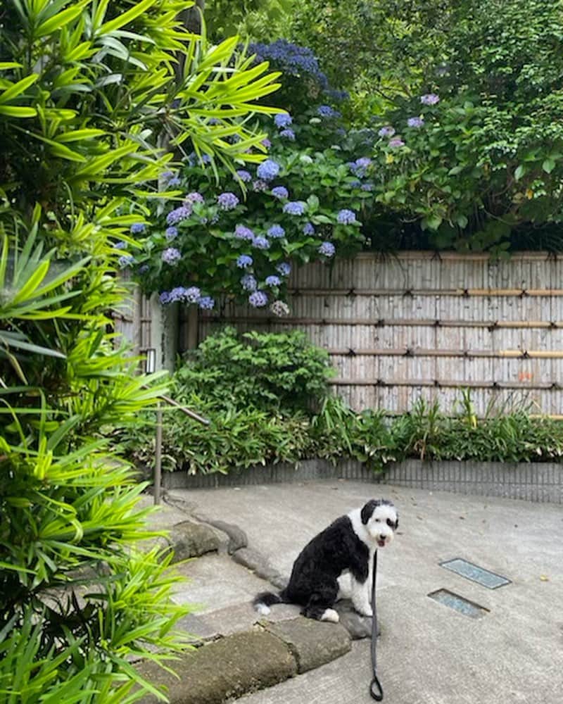 桐島かれんさんのインスタグラム写真 - (桐島かれんInstagram)「葉山で夫と過ごすダリ。 私は老犬セザンヌの世話ためお留守番。  #葉山#シュヌードル#シュナプー#schnoodlegram #schnoodle#doodle #schnoodlesofinstagram」6月27日 11時45分 - houseoflotuskaren
