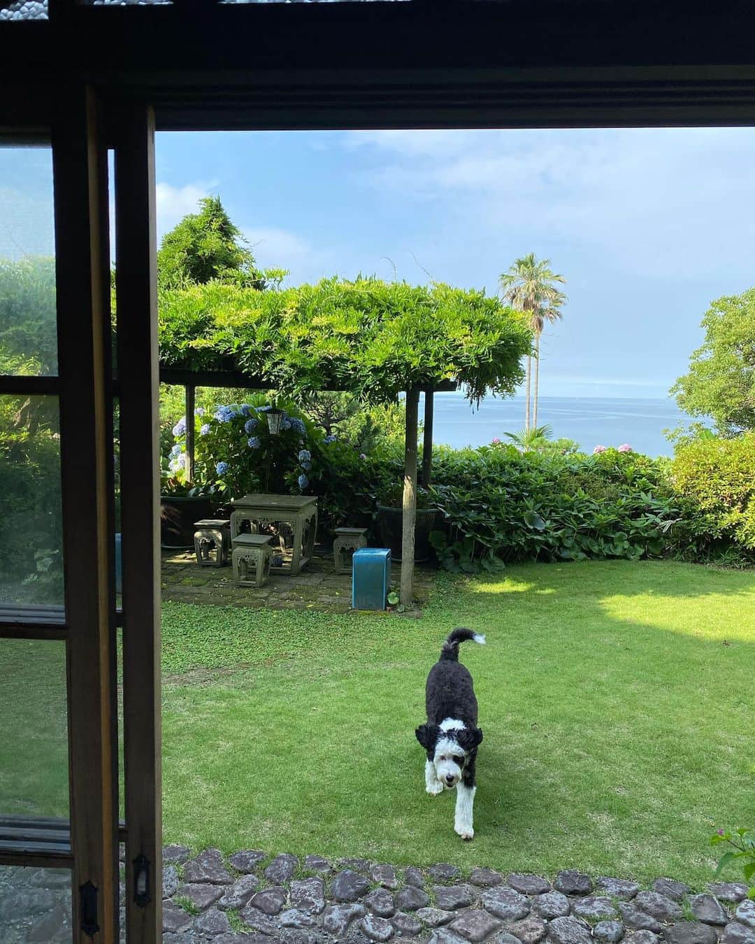 桐島かれんさんのインスタグラム写真 - (桐島かれんInstagram)「葉山で夫と過ごすダリ。 私は老犬セザンヌの世話ためお留守番。  #葉山#シュヌードル#シュナプー#schnoodlegram #schnoodle#doodle #schnoodlesofinstagram」6月27日 11時45分 - houseoflotuskaren