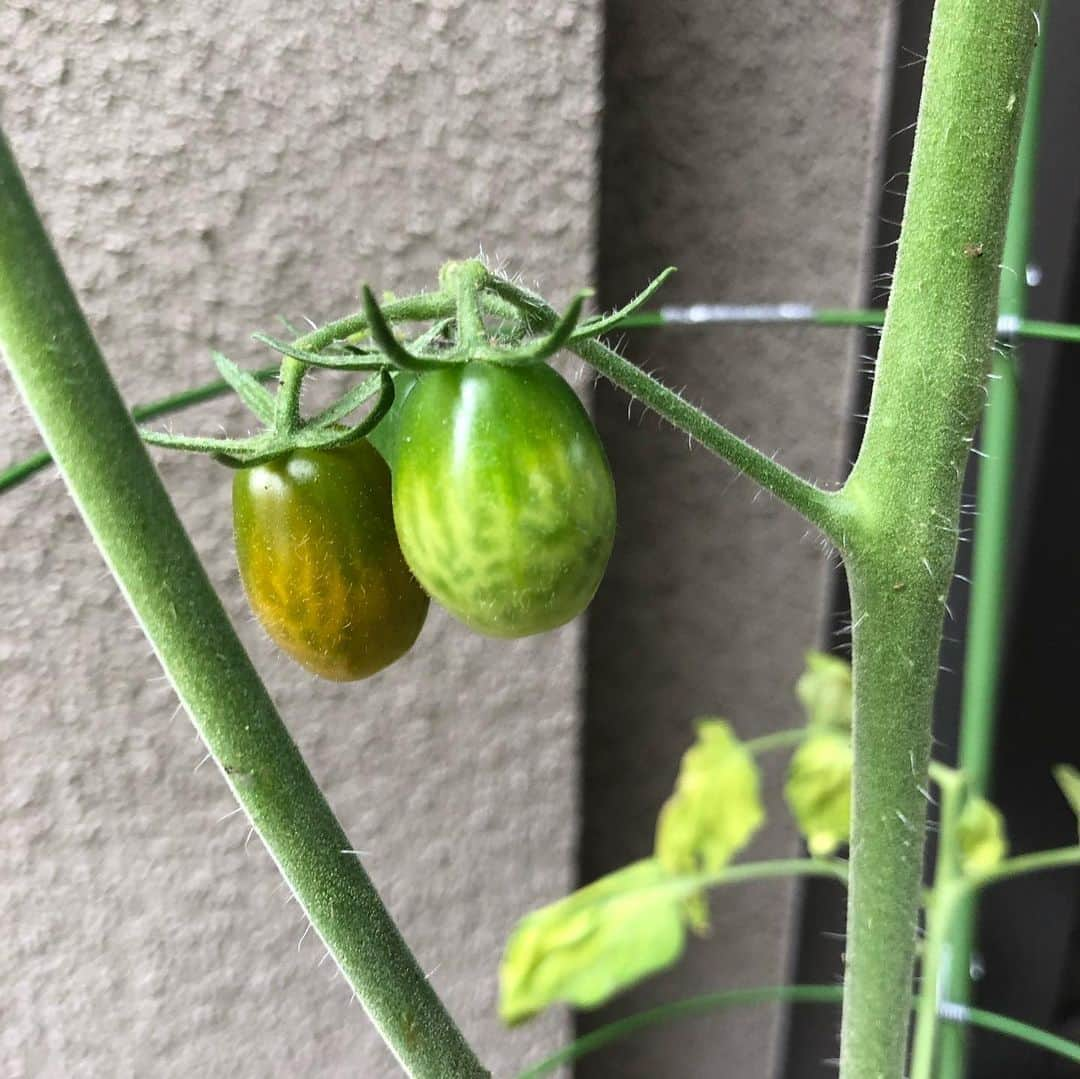 魚住咲恵さんのインスタグラム写真 - (魚住咲恵Instagram)「ミニトマトが、初めて色づいてきた✨収穫したわけじゃないのに、もう感動💖  そして、イチゴは気がついたら、2つめのお花が🌸大事にするね（気分的には、肥料あげまくりたいw）  ミントジャングルなう、、 最近黒豆茶にハマってて、収穫し忘れてたら、すぐ、こんなになる。。 葉の大きなミントって、飾りにもならないよね😝ちなみに後ろはレモンバーム。この2つのフレッシュハーブティーが美味しいのです♡  最後にパプリカ。絶賛、虫食われ中…🤣 みんな、美味しいの良く知ってるなぁ、、、私のぶんも残しておいてね？  #魚住咲恵 #アナウンサー #プランター菜園初心者 #ミニトマト #いちご #ミント #パプリカ」6月27日 17時17分 - sakie_uozumi.official