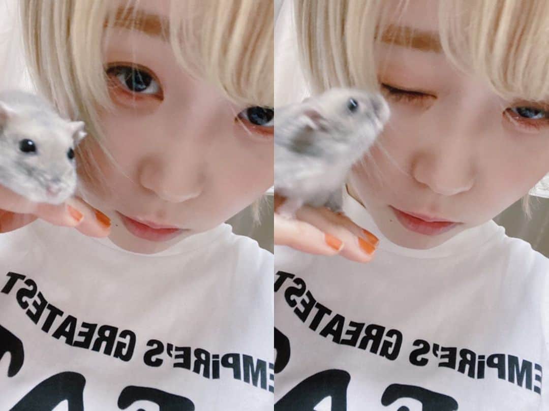 MAYU EMPiREのインスタグラム：「EAT SLEEP BITE REPEAT。。。 #ハムスターのいる生活」