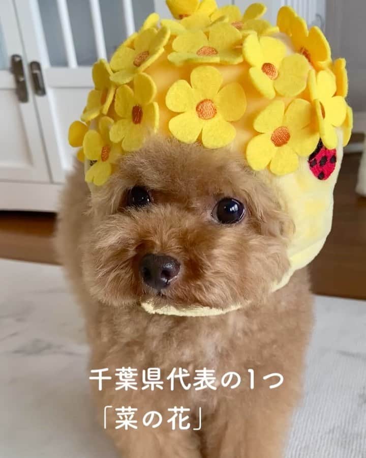 しらす先輩のインスタグラム