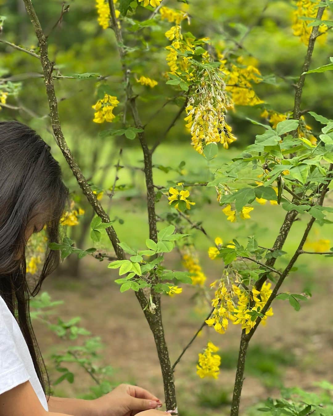 三浦瑠麗さんのインスタグラム写真 - (三浦瑠麗Instagram)「キングサリが初めてたくさん花をつけました。 昨年肥料をたっぷりあげたおかげかな。 ギボウシも蕾がきれい。 ３枚目は、立ち姿が綺麗なサルビアネモローサ。これは二年目の株。」6月28日 8時15分 - lullymiura