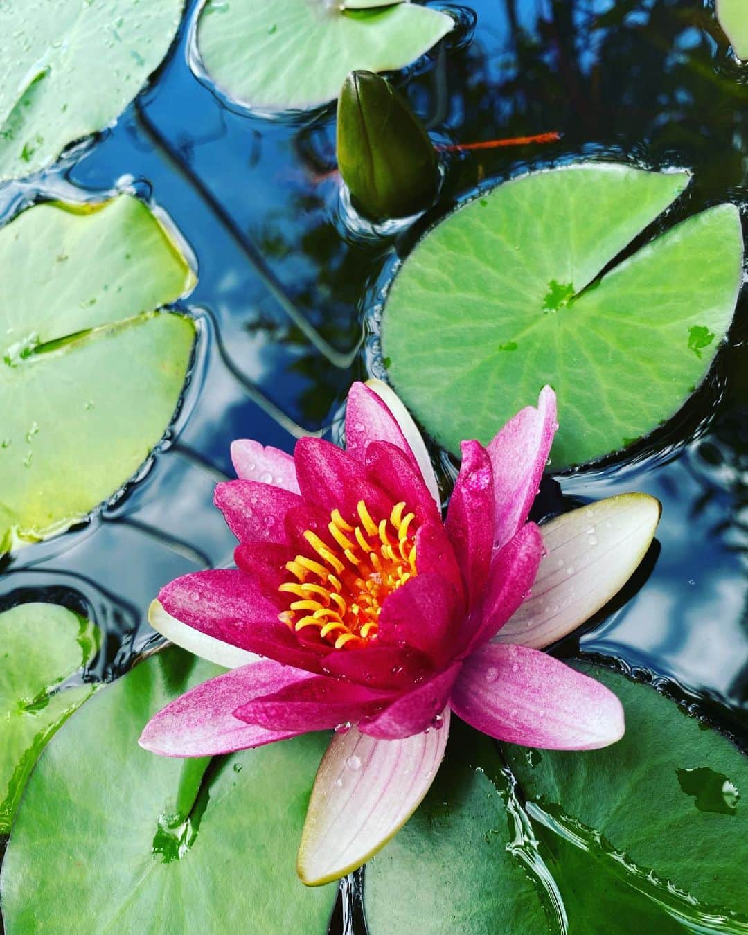 高岡早紀 さんのインスタグラム写真 - (高岡早紀 Instagram)「おはようございます。 今朝、睡蓮の花がキレイに咲きました。 今日も良き日をお過ごし下さいね。  #早紀おウチガーデニング」6月28日 9時30分 - saki_takaoka