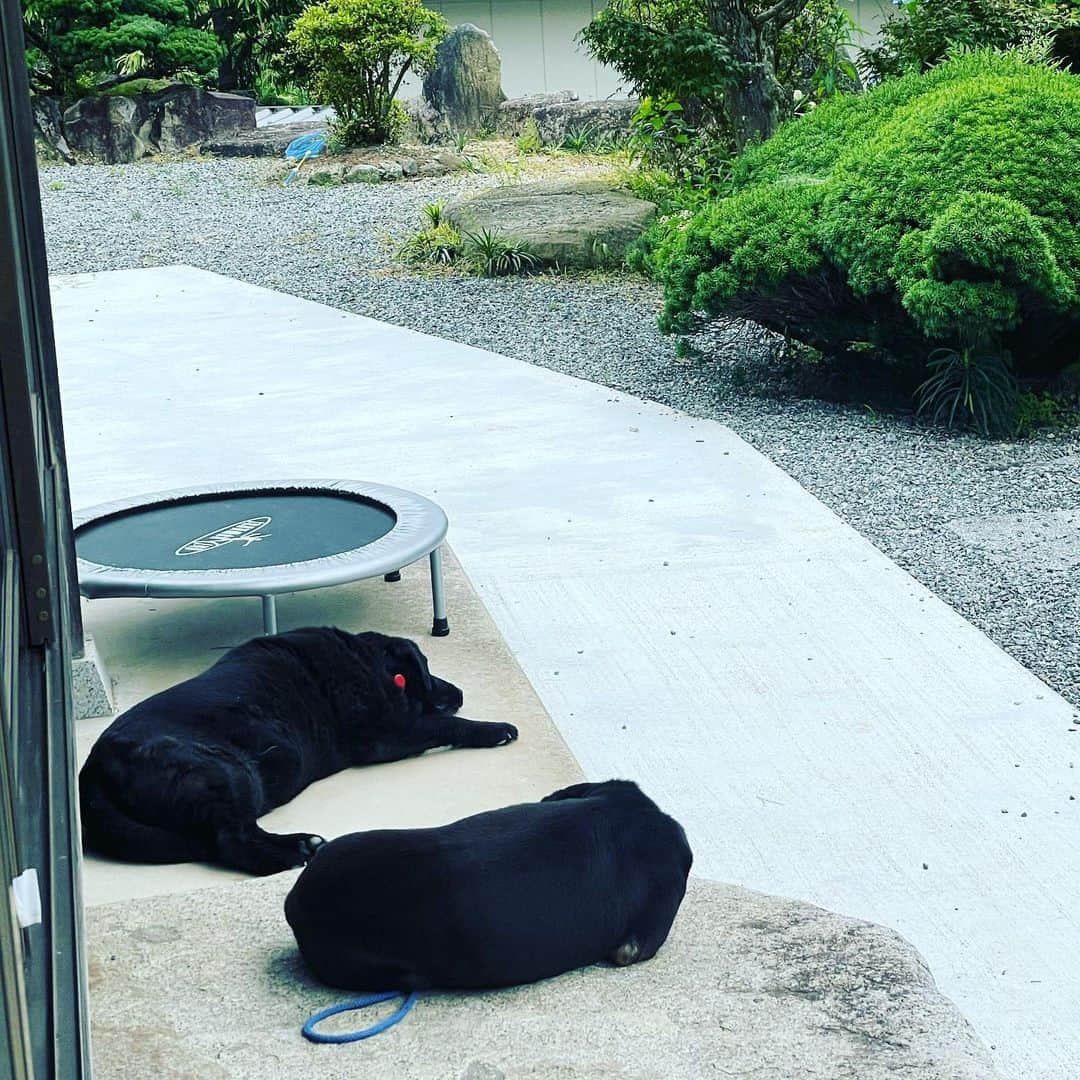 田中卓志さんのインスタグラム写真 - (田中卓志Instagram)「実家のワンちゃん、 ラブとマー君。どっちも寝てます。  #アンガールズ #dog」6月28日 11時55分 - ungirls_tanaka