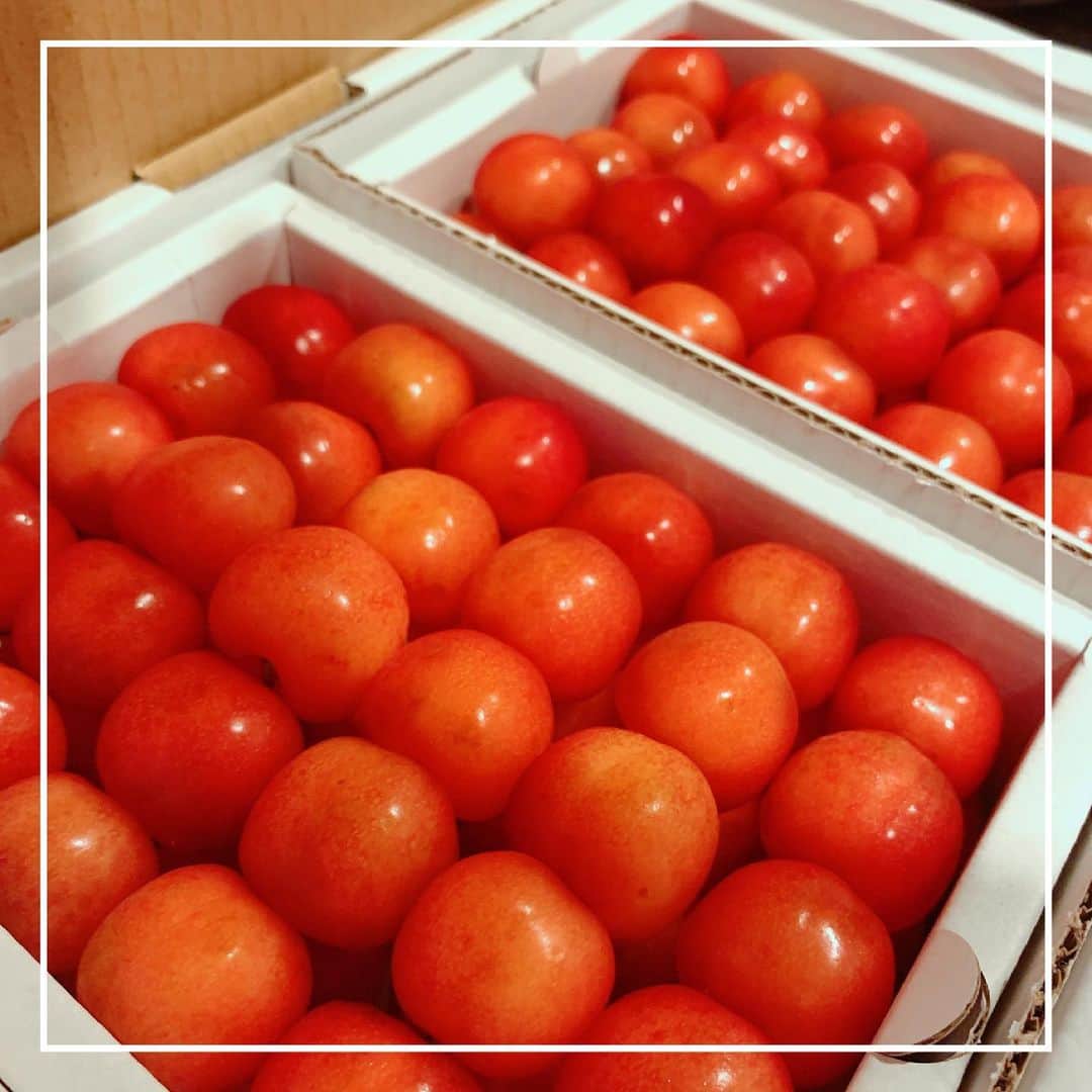さくまみおのインスタグラム：「姉ちゃん家にふるさと納税のさくらんぼが届いたから食べに来た🍒( ॑˘ ॑ ) ⁾⁾  オールシーズン買っちゃうくらい好きだけど、やっぱ夏のさくらんぼはたまりませんな🤤💓 多田さんありがとう👍🏻✨  3枚目、色反転させたら妖怪化した( ˙꒳​˙ )丸くて可愛い笑 ※苦手な人ごめん  #さくらんぼ#ふるさと納税#最高 #丸いもの好き#妖怪好き」