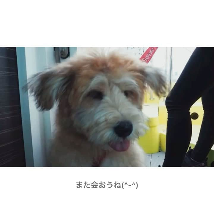 TOKYO WATER TAXIのインスタグラム：「Dog friendly🐕❤️ 大型犬もリードのまま乗れるウォータータクシー。他のワンチャンを気にせず、プライベートに 楽しめるのが人気です。  デッキに出て海風を全身で感じて。 ワンチャンもニコニコです！  ボートから降りたら、桟橋目の前のドッグフレンドリーカフェに立ち寄りませんか？ 詳しくはコンシェルジュまで😊✨  #ペット #ドッグフレンドリー #tokyo #tokyowatertaxi  #天王洲 #芝浦」