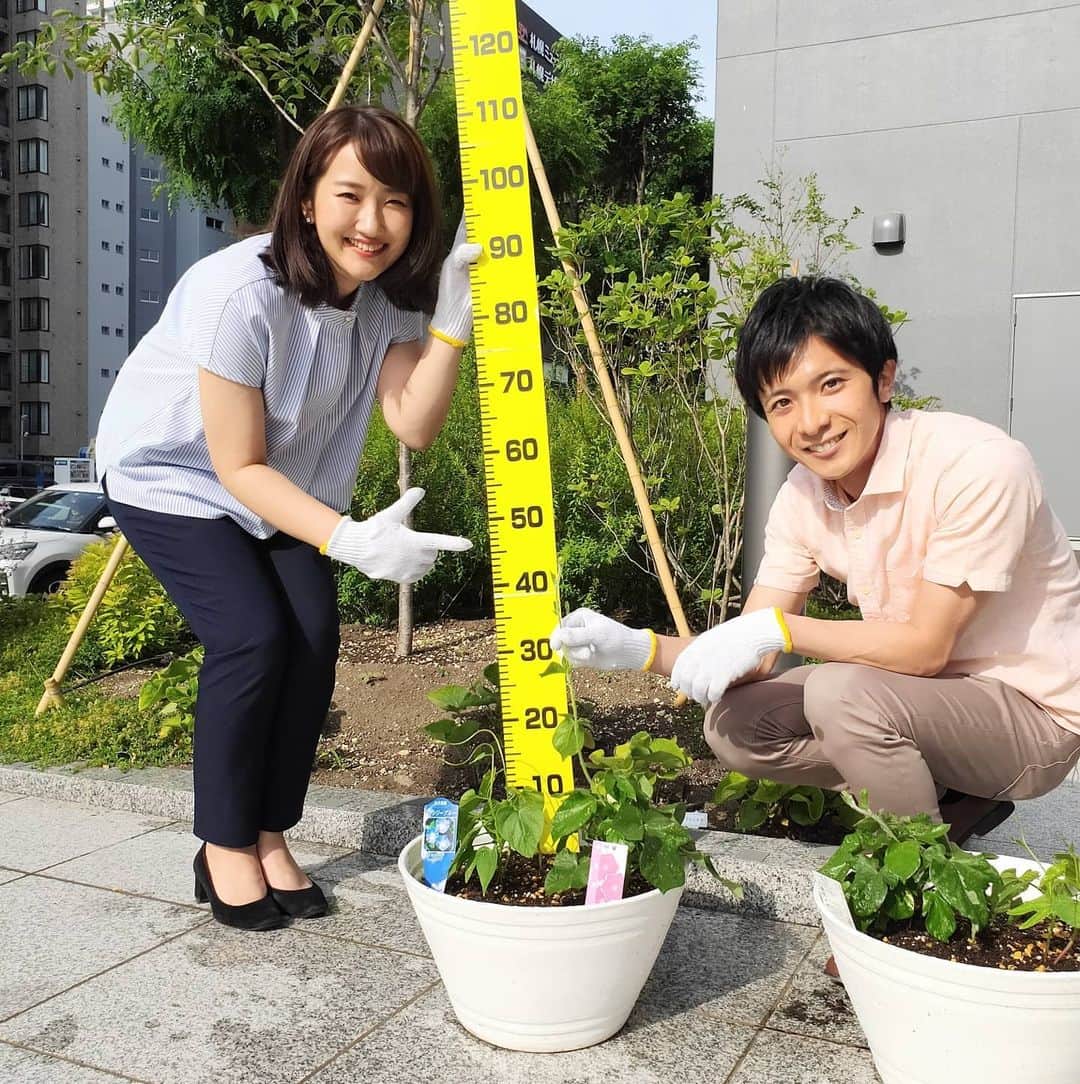 札幌テレビ「どさんこワイド朝」のインスタグラム：「きょう6月29日(火)のアサガオです。  西尾アナと青山予報士で支柱をたてました。 もう50cmも間近に！  先週までは10cmほどだったのに… . . #どさんこワイド朝 #西尾優希 #青山竜  #夏の新企画 #アサガオ #朝顔  #48cm #大きくなぁれ  #めざせ名物」