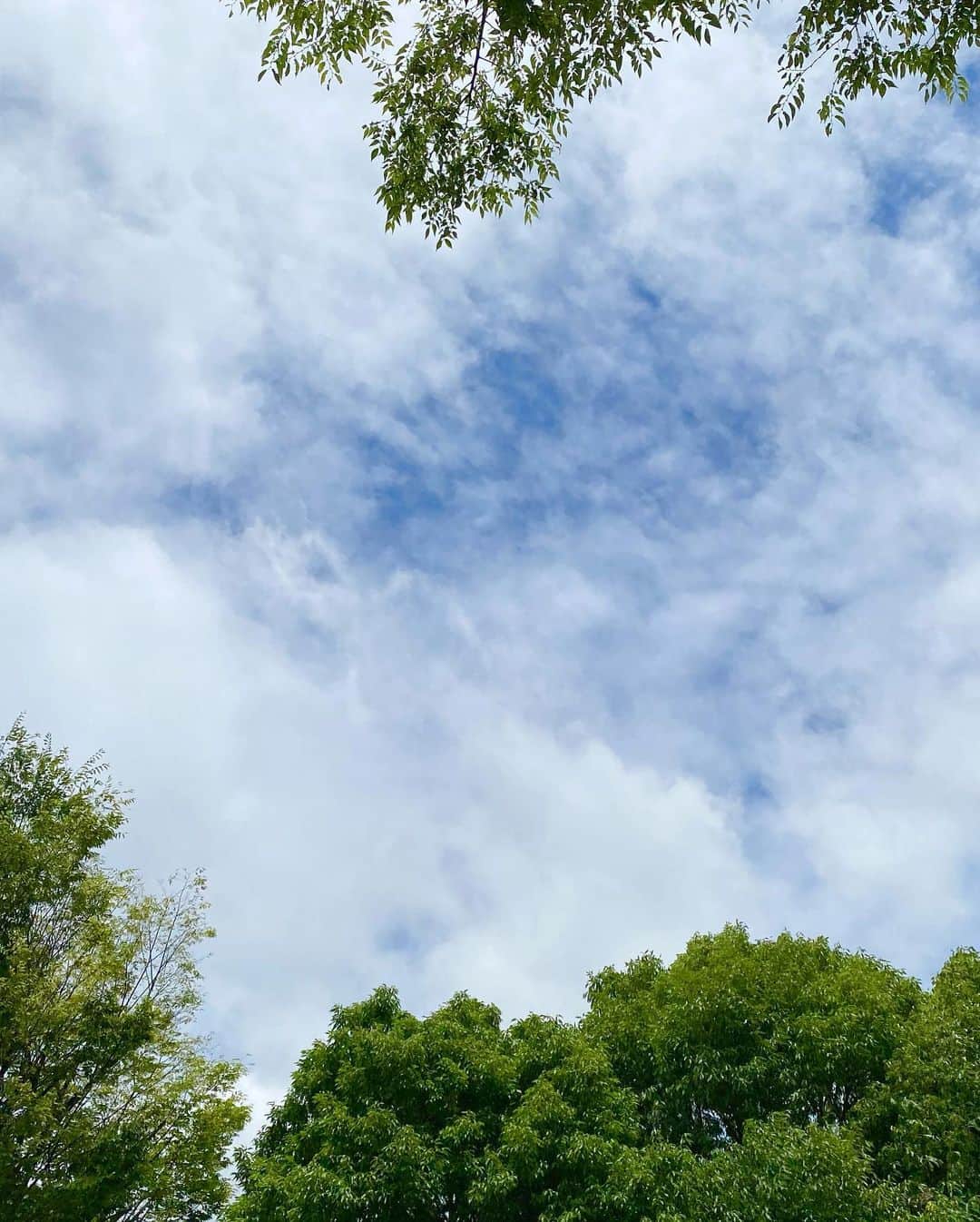 工藤静香さんのインスタグラム写真 - (工藤静香Instagram)「雨上がり、雲の隙間の太陽に照らされる蜘蛛の巣が何とも美しい✨」6月29日 12時24分 - kudo_shizuka