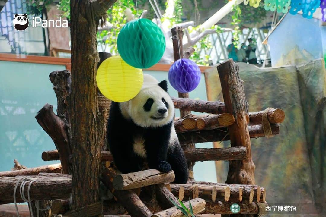 iPandaさんのインスタグラム写真 - (iPandaInstagram)「Giant pandas Qi Guo and Yuan Man turn five! A fancy party was held for Qi Guo and Yuan Man on June 27 at the Xining Panda House in northwest China's Qinghai Province to celebrate their upcoming birthdays. Nannies made an ice cake with apples and pumpkins, and panda lovers presented birthday gifts for them. Qi Guo and Yuan Man were born on July 1, 2016 and June 29, 2016 respectively.  🐼 🎂 ❤️ #Panda #iPanda #Cute #PandaPic #PandaNews」6月29日 16時08分 - ipandachannel