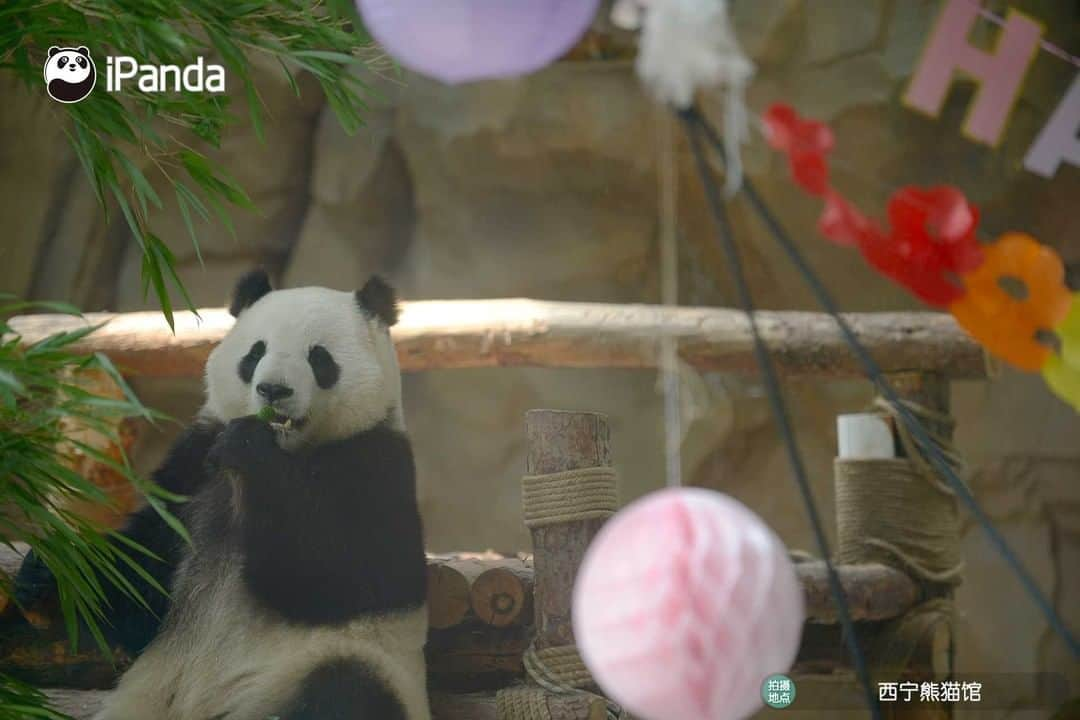 iPandaさんのインスタグラム写真 - (iPandaInstagram)「Giant pandas Qi Guo and Yuan Man turn five! A fancy party was held for Qi Guo and Yuan Man on June 27 at the Xining Panda House in northwest China's Qinghai Province to celebrate their upcoming birthdays. Nannies made an ice cake with apples and pumpkins, and panda lovers presented birthday gifts for them. Qi Guo and Yuan Man were born on July 1, 2016 and June 29, 2016 respectively.  🐼 🎂 ❤️ #Panda #iPanda #Cute #PandaPic #PandaNews」6月29日 16時08分 - ipandachannel