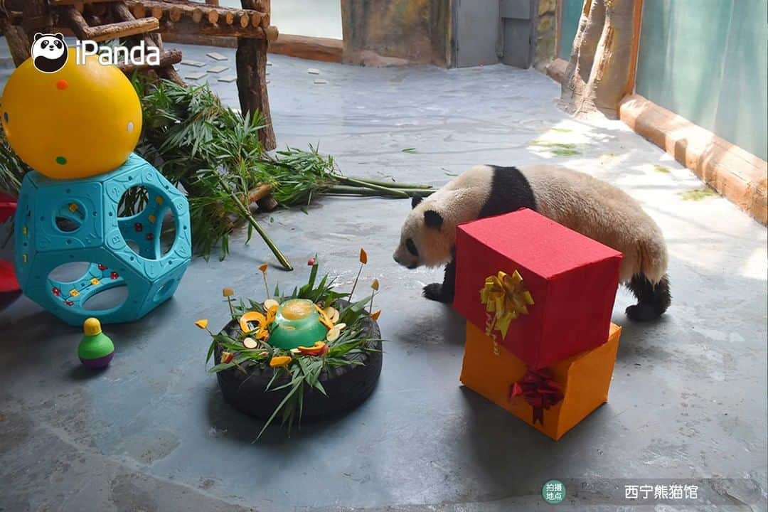 iPandaさんのインスタグラム写真 - (iPandaInstagram)「Giant pandas Qi Guo and Yuan Man turn five! A fancy party was held for Qi Guo and Yuan Man on June 27 at the Xining Panda House in northwest China's Qinghai Province to celebrate their upcoming birthdays. Nannies made an ice cake with apples and pumpkins, and panda lovers presented birthday gifts for them. Qi Guo and Yuan Man were born on July 1, 2016 and June 29, 2016 respectively.  🐼 🎂 ❤️ #Panda #iPanda #Cute #PandaPic #PandaNews」6月29日 16時08分 - ipandachannel