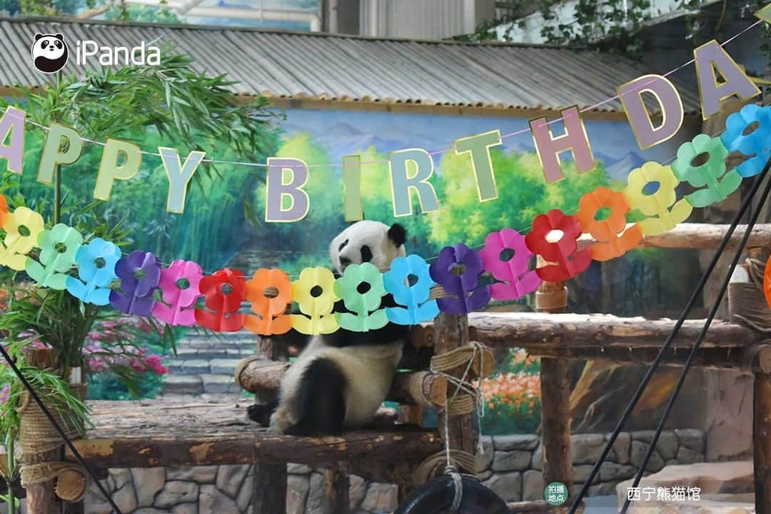 iPandaさんのインスタグラム写真 - (iPandaInstagram)「Giant pandas Qi Guo and Yuan Man turn five! A fancy party was held for Qi Guo and Yuan Man on June 27 at the Xining Panda House in northwest China's Qinghai Province to celebrate their upcoming birthdays. Nannies made an ice cake with apples and pumpkins, and panda lovers presented birthday gifts for them. Qi Guo and Yuan Man were born on July 1, 2016 and June 29, 2016 respectively.  🐼 🎂 ❤️ #Panda #iPanda #Cute #PandaPic #PandaNews」6月29日 16時08分 - ipandachannel