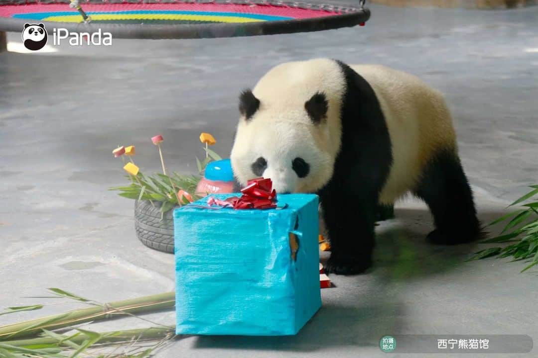 iPandaさんのインスタグラム写真 - (iPandaInstagram)「Giant pandas Qi Guo and Yuan Man turn five! A fancy party was held for Qi Guo and Yuan Man on June 27 at the Xining Panda House in northwest China's Qinghai Province to celebrate their upcoming birthdays. Nannies made an ice cake with apples and pumpkins, and panda lovers presented birthday gifts for them. Qi Guo and Yuan Man were born on July 1, 2016 and June 29, 2016 respectively.  🐼 🎂 ❤️ #Panda #iPanda #Cute #PandaPic #PandaNews」6月29日 16時08分 - ipandachannel