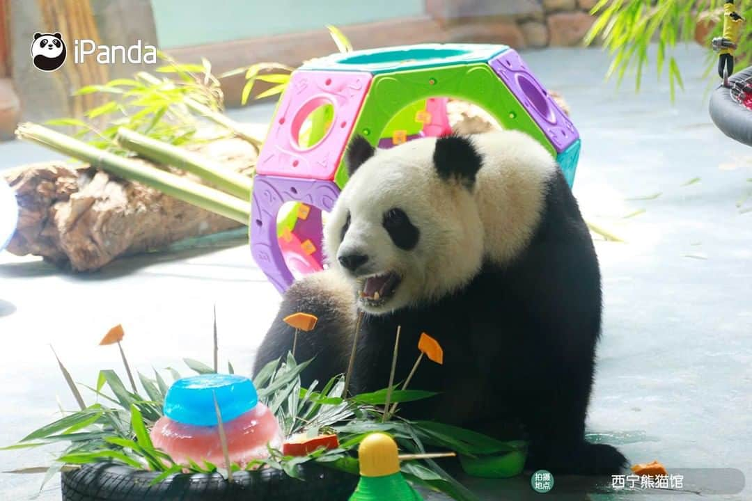 iPandaさんのインスタグラム写真 - (iPandaInstagram)「Giant pandas Qi Guo and Yuan Man turn five! A fancy party was held for Qi Guo and Yuan Man on June 27 at the Xining Panda House in northwest China's Qinghai Province to celebrate their upcoming birthdays. Nannies made an ice cake with apples and pumpkins, and panda lovers presented birthday gifts for them. Qi Guo and Yuan Man were born on July 1, 2016 and June 29, 2016 respectively.  🐼 🎂 ❤️ #Panda #iPanda #Cute #PandaPic #PandaNews」6月29日 16時08分 - ipandachannel