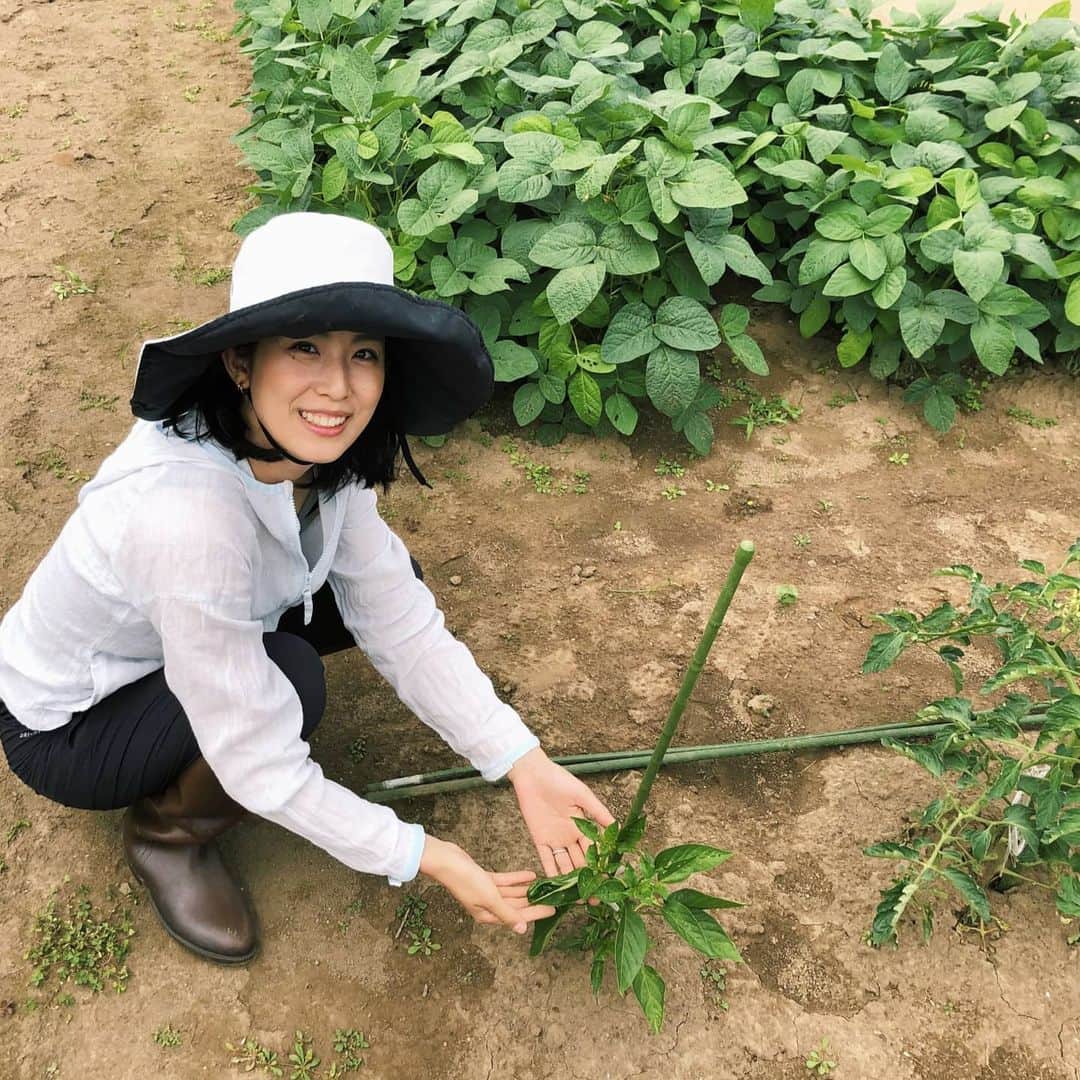 のインスタグラム：「母の畑のじゃがいもが大豊作🙌🥔 (ピーマンもひとつ🤗)  山分けして、じゃがバターで食べたら、3日でなくなりました😏✴️  今週は枝豆の収穫も！ 楽しみ～🧚‍♀️🧚‍♂️  #じゃがいも掘リイナ #じゃがいも #家庭菜園 #無農薬 #サステナブル #サステナブルな暮らし #sdgs #ınstagood #instadaily #followme #organic #organiclife」