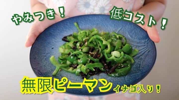 荒川真衣のインスタグラム：「ピーマン一つで こんなにも美味しい料理ができあがる！ ピーマン力に感銘を受けた一品🫑🫑 ⁡ 夏のピーマンは生で食べれるくらい 苦味が少なくて水々しいです！ ⁡ ⁡ 低コスト！ お酒のお供にピッタリ！ 昆虫も美味しい！ ⁡ ⁡ サクッと作って女子力発揮してやりましょう！ 女子たち〜〜🎀🎀 ⁡ ⁡ ⁡ ⁡ #みんな食べれる昆虫食 #無限ピーマン #イナゴ入り！ #youtubeにフルバージョンあるよ #是非見てください！」