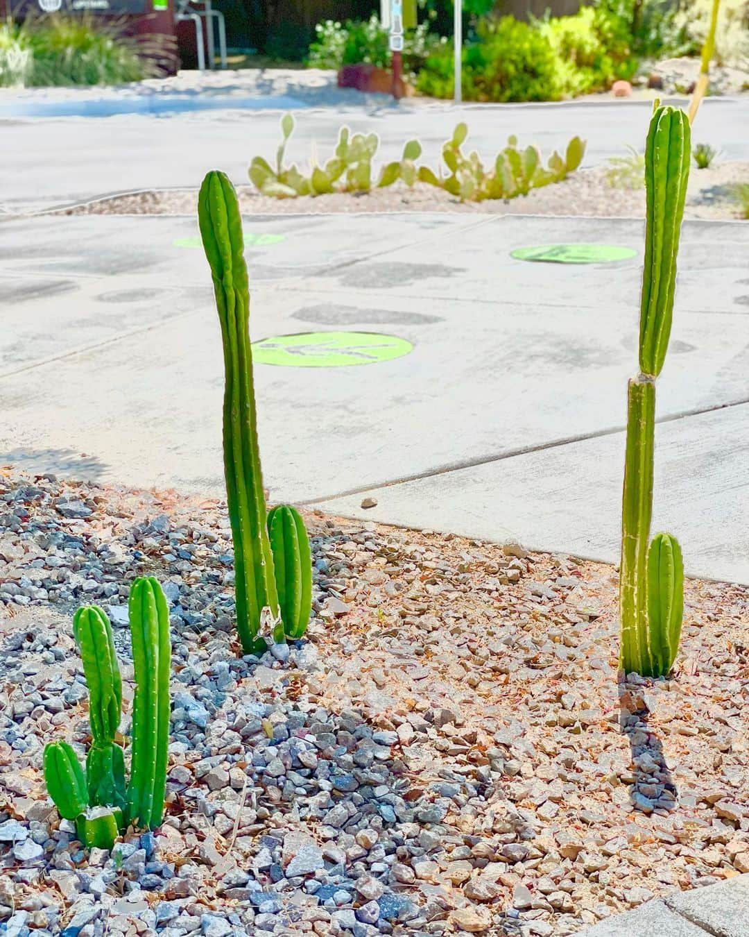 村主章枝さんのインスタグラム写真 - (村主章枝Instagram)「Life, work is the same as these little cactus. Maybe the beginning is little and weak. But if we learned how to live on the severe condition, it will become big and strong. Tough challenge makes us strong.  人生や仕事って、この小さなサボテンに似てる。 最初は、小さくて弱々しいかも知れない。でも、過酷な環境でも生きられるようになったら、いつの間にか、強く大きくなれる。 チャレンジは、私たちを強くしますね。 #littlecactus  #challenge」6月30日 3時27分 - fumie.suguri