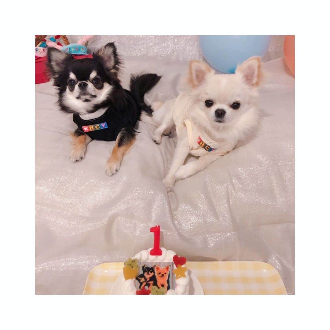 小倉唯さんのインスタグラム写真 - (小倉唯Instagram)「もう先月のことだけど、 1歳のバースデーを迎えた シフォンとルパンです(´ｰ｀)🎂❤️  2人に出会えて本当に幸せ。。 これからも一緒に、たくさんの 思い出をつくろうね🐶♪  #Chihuahua #兄弟犬 #ロングコートチワワ #1歳誕生日  #わんこのいる生活」6月30日 14時03分 - yui_ogura_official