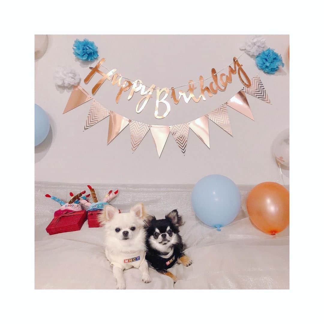 小倉唯さんのインスタグラム写真 - (小倉唯Instagram)「もう先月のことだけど、 1歳のバースデーを迎えた シフォンとルパンです(´ｰ｀)🎂❤️  2人に出会えて本当に幸せ。。 これからも一緒に、たくさんの 思い出をつくろうね🐶♪  #Chihuahua #兄弟犬 #ロングコートチワワ #1歳誕生日  #わんこのいる生活」6月30日 14時03分 - yui_ogura_official