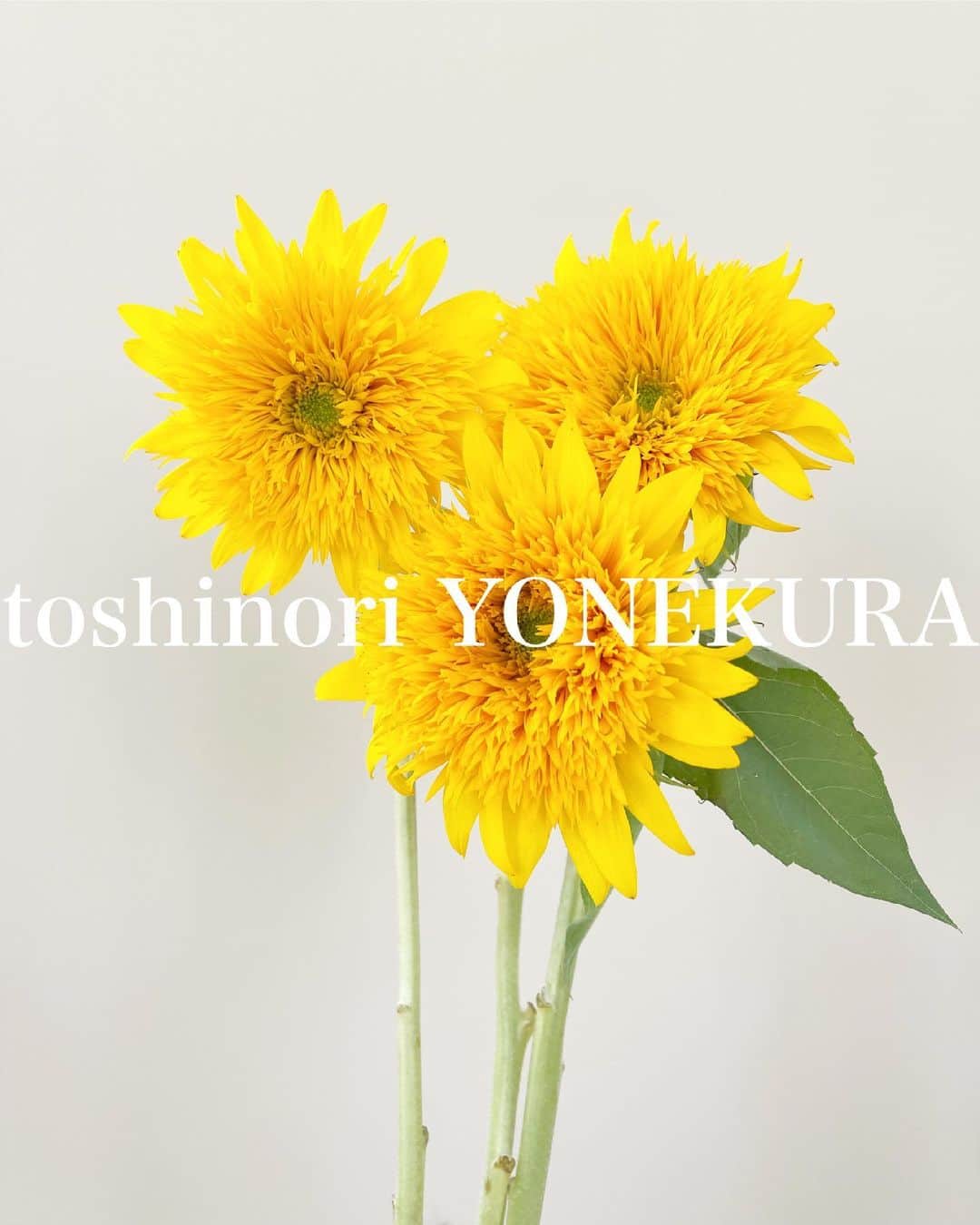 米倉利紀さんのインスタグラム写真 - (米倉利紀Instagram)「flowers of this week #男花 #花のある生活」6月30日 14時56分 - toshi_yonekura