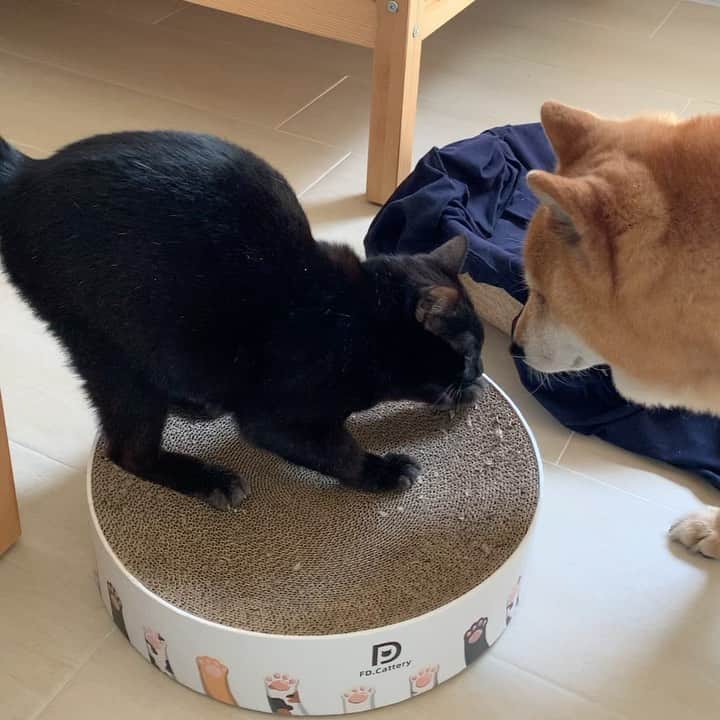 Coffeeのインスタグラム：「又來一隻黑貓貓🐈‍⬛ 害怕咖啡 但又會想嚕咖啡示好 😄😄 #coffee_and_apple」