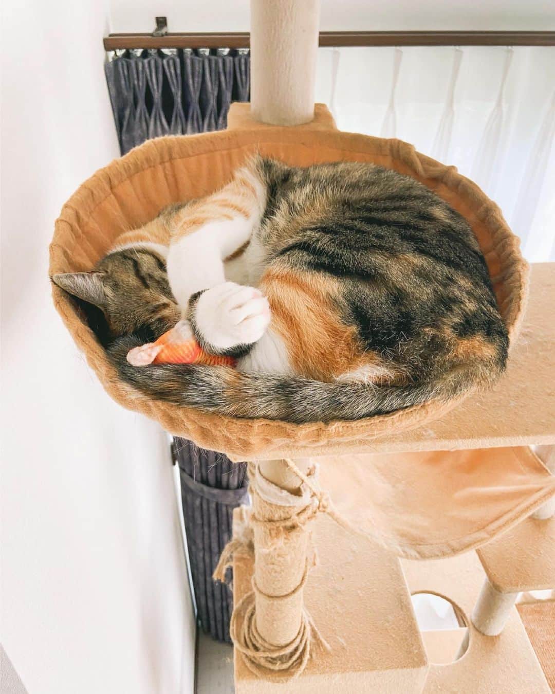 のインスタグラム：「春はキャットタワーのスプーンのところが好き。🐾  スプーンの上で伸びをしているのを見ているとスプーンがいつか折れるのではとハラハラする。💦 左のスプーンから右のスプーンに移動するのも好き。🐈🥄  この日はお魚のぬいぐるみのおもちゃを持ち込んでいた🐡  連日の天気と気圧、毎日猫のように眠り続けたい気持ち。  #ぬこ」
