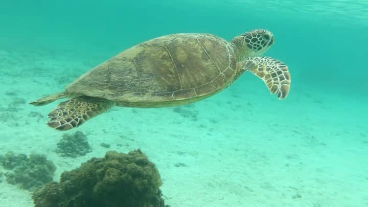 宏実のインスタグラム：「The 1st time to see seaturtles 🐢so close😳🤿  ウミガメをこんな近くで見れたのは初めてだった😍🐢　運良くシュノーケリング🤿いいことありそう😊💓」