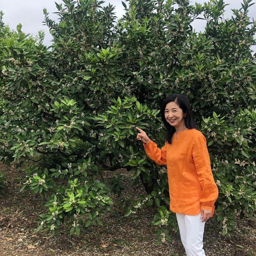 宮崎美子さんのインスタグラム写真 - (宮崎美子Instagram)「皆さん、こんにちは。  この花、何の花でしょうか⁉️  とても良い香りで、懐かしい香りと言っても良いかも。  そして、そう思われる皆さん結構いるのかもしれません。  日本全国、いろんな地域で収穫される美味しい果物の花です。  ということで、正解は…❣️  YouTube『よしよし。』をご覧ください。  皆さんの、故郷のこの花の思い出など有れば、是非、コメントくださいね。  #youtube #宮崎美子#果物 #白い花 #香り」6月30日 13時20分 - miyazakiyoshiko.official