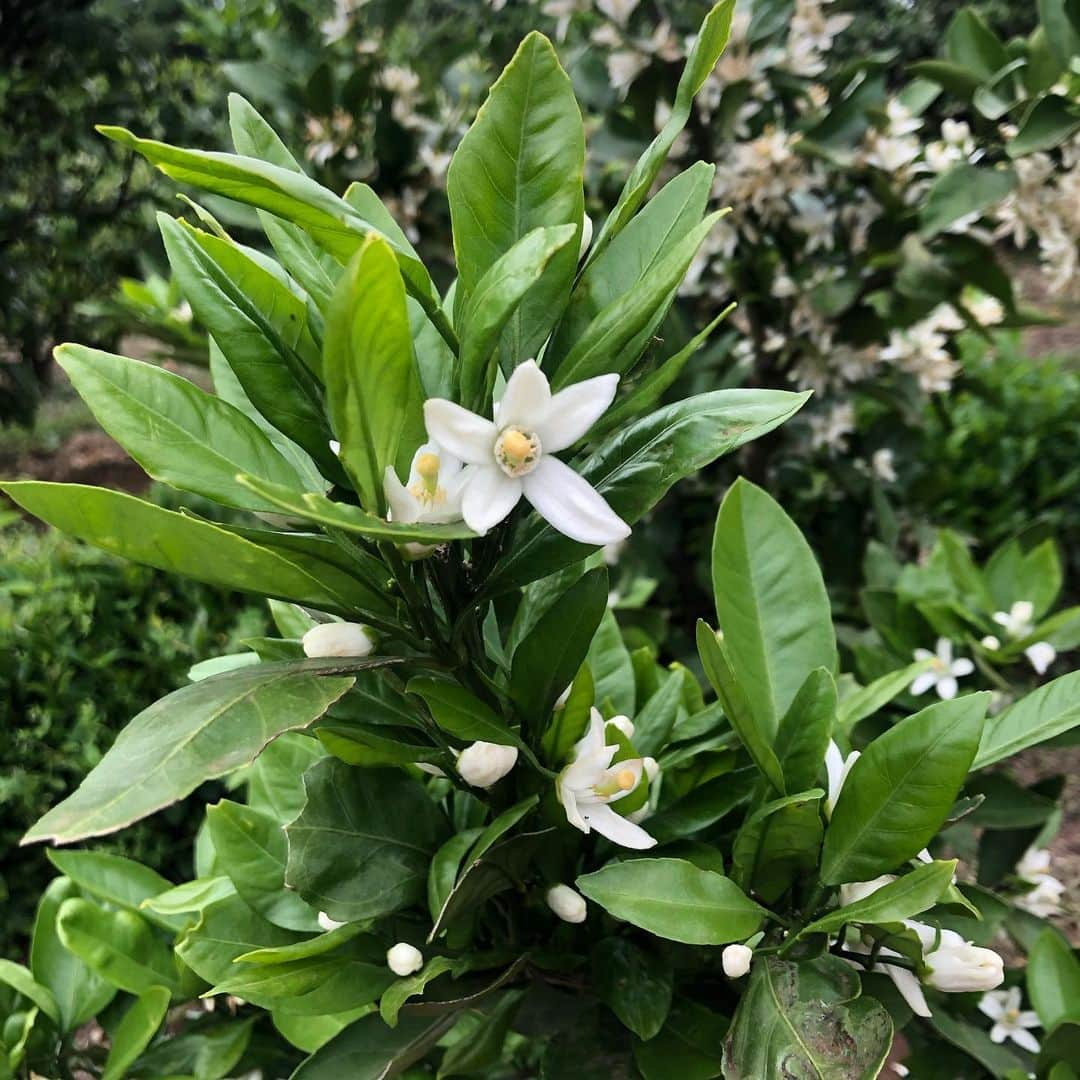 宮崎美子さんのインスタグラム写真 - (宮崎美子Instagram)「皆さん、こんにちは。  この花、何の花でしょうか⁉️  とても良い香りで、懐かしい香りと言っても良いかも。  そして、そう思われる皆さん結構いるのかもしれません。  日本全国、いろんな地域で収穫される美味しい果物の花です。  ということで、正解は…❣️  YouTube『よしよし。』をご覧ください。  皆さんの、故郷のこの花の思い出など有れば、是非、コメントくださいね。  #youtube #宮崎美子#果物 #白い花 #香り」6月30日 13時20分 - miyazakiyoshiko.official