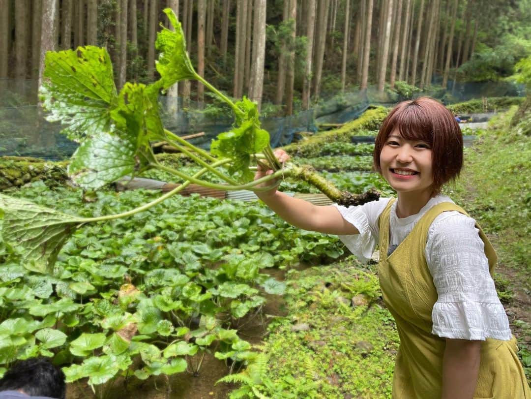 矢端名結さんのインスタグラム写真 - (矢端名結Instagram)「今日のヤバTubeは、先週に引き続き西伊豆町の旅！ 年間約15万人が訪れるという深層水を見つけました！！ さらに、天城山の水が育むわさびでワサビ漬け作りや、ワサビ料理、わさび狩りととにかくワサビづくしです😍  ORANGE夕方4:50から🐟  #西伊豆　#わさび #わさびが主役 #プール入った後だから髪わしゃわしゃ #わさびが好きになった #ヤバtube」6月30日 13時27分 - miyu_yabata