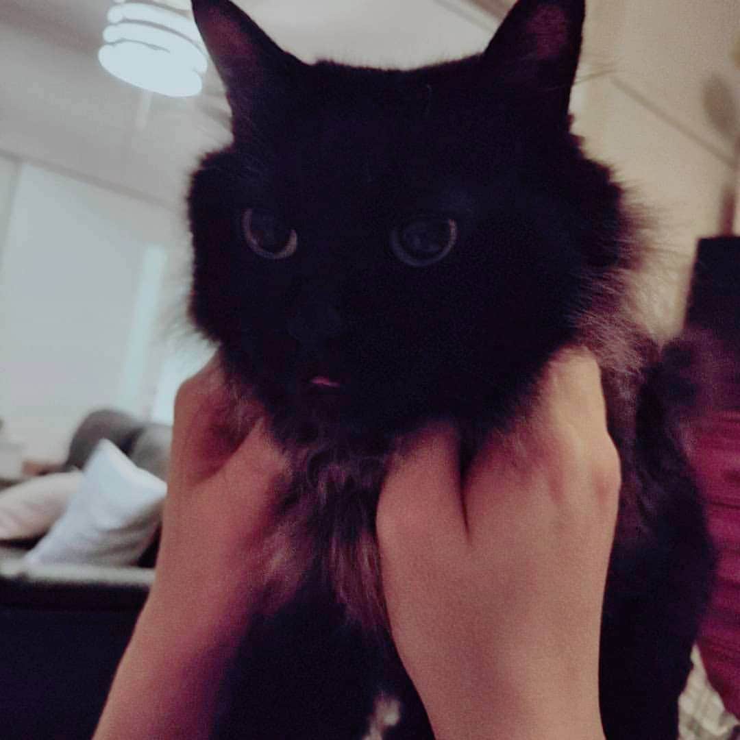 うさきこうのインスタグラム：「猫忍法舌しまい忘れの術」
