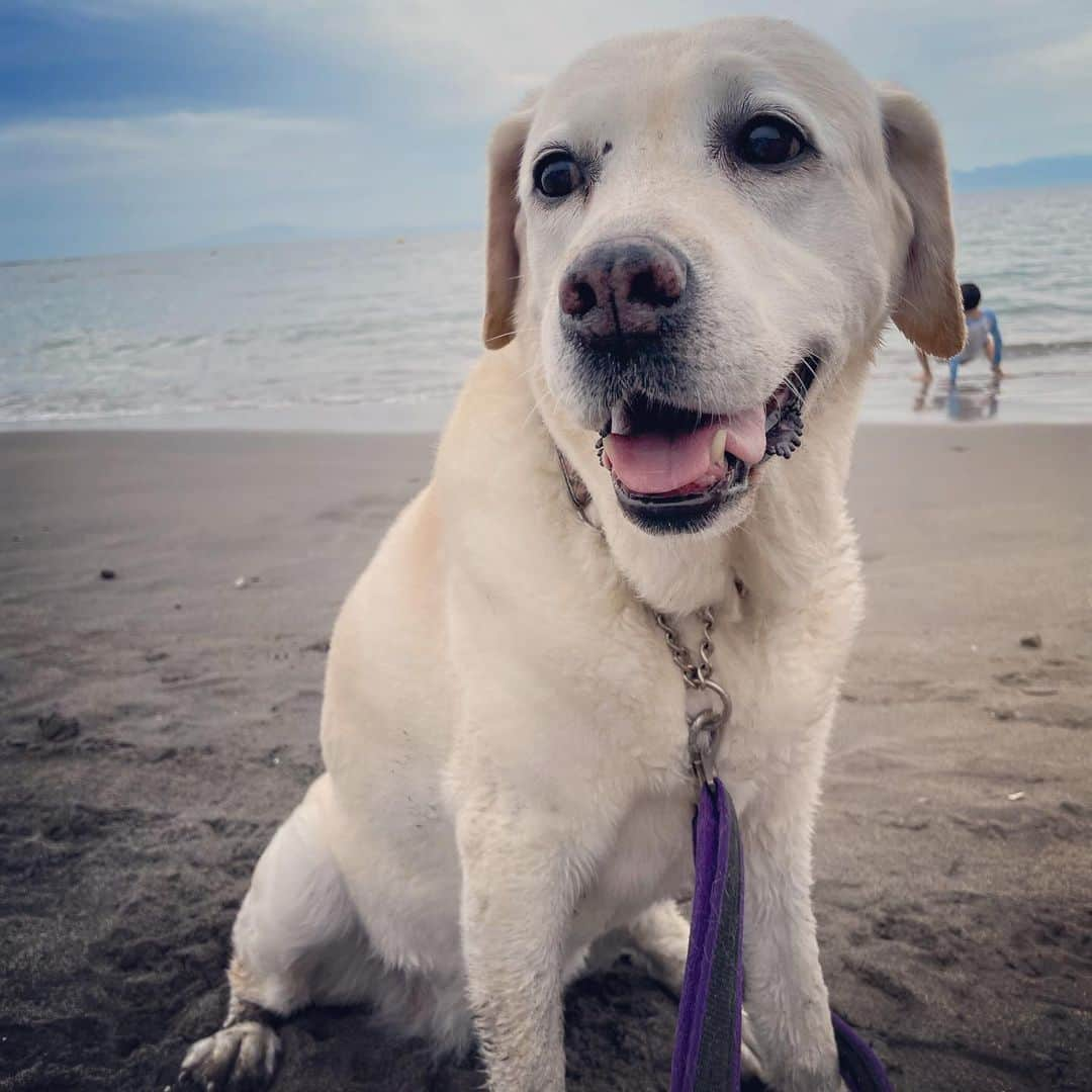 滝川クリステルさんのインスタグラム写真 - (滝川クリステルInstagram)「久しぶりに海へ🏖   裸足で海辺を駆け回る。 海風を感じる。 ヤドカリや蟹を見つける。 砂や石をたくさん集める。 たくさん食べて、たくさん寝る。  たった1日だったけど、息子にとってはどんな風な時間を感じたのだろう。  やっぱり自然の中にいるときの笑顔はひときわ違いますね😊  親になると、いかに子供が喜ぶかが旅の一番大事なポイントになってくるのですね✨ 今までは、アリスの喜ぶ顔だけだったのが、息子の笑顔も増え、こちらは改めて更に満足するのでした😂  #海 #久しぶり #保護犬 #滝川クリステル」6月30日 17時48分 - christeltakigawa