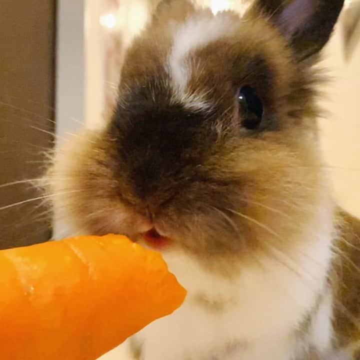 TONEAYUのインスタグラム：「たまにはうさぎみたいな姿も🦁🥕🥕🥕 ⁡ オーガニックの時は、皮付きであげてます🥕 ⁡ 買い物袋に顔突っ込んで、袋破いて勝手に食べてる時もありますwwww ⁡ ⁡ #ポキライアン #うさぎ #bunny #rabbit #rabbitsofinstagram #bunniesofinstagram #bunnylove #cute #bunnies #rabbits #love #pet #instabunny #bunnystagram #bunnyoftheday #bunnylover #bunnylife #bunnyrabbit #rabbitstagram #pets #bunniesworldwide #a #instarabbit #petsofinstagram #animals  #bunnygram」