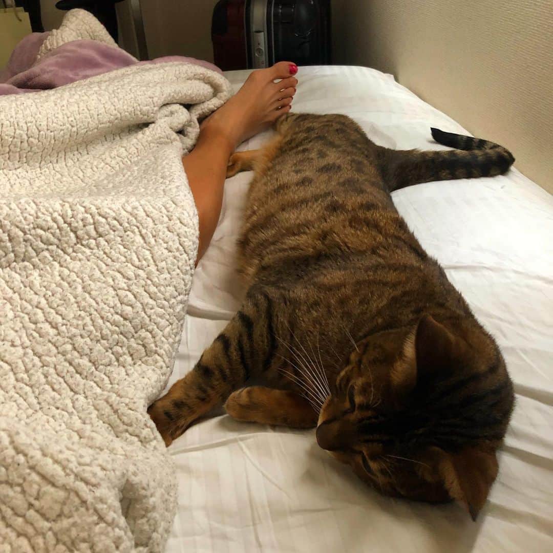 佐野千晃のインスタグラム：「⁡ こたさん可愛いなぁ〜🐈 ⁡ こたさんファンも出来てしまうぐらいみんなを虜にするにゃんこ🐈 ⁡ みんなこたさん好きでしょ？🐈笑 ⁡ #cat #catstgram #catlovers #nyamnyam #nya #nyaaa #こたちゅくん #にゃー #にゃんこ #猫 #ベンガル #ベンガル猫 #猫好きと繋がりたい #猫のいる生活 #写真好きな人と繋がりたい #写真撮ってる人と繋がりたい  ⁡」