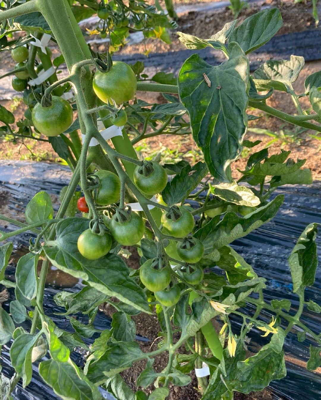 りんご娘さんのインスタグラム写真 - (りんご娘Instagram)「. 【🍎笑顔（スマイル）ファーム日記🍏】  野菜の畑の雑草取りと水やりをしてきました！ (※顔見えなくてごめんなさい🙏😂彩香です💗)  すくすく育っています🌱 トマト、ナス、ピーマンはもうそろそろ収穫できそうです🍅🍆🫑  最後の写真のお花はじゃがいもの花🥔 土の中、どうなっているかな〜？🤩  採れた野菜で何を作ろうか迷いますね🤤  #RINGOMUSUME#りんご娘 #とき#王林#ジョナゴールド#彩香#スマイルファーム#産地直送日本最高」6月30日 21時40分 - _ringo.musume.com_