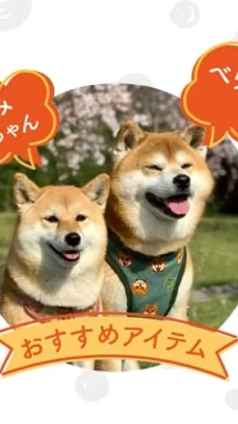 shibainu berryのインスタグラム