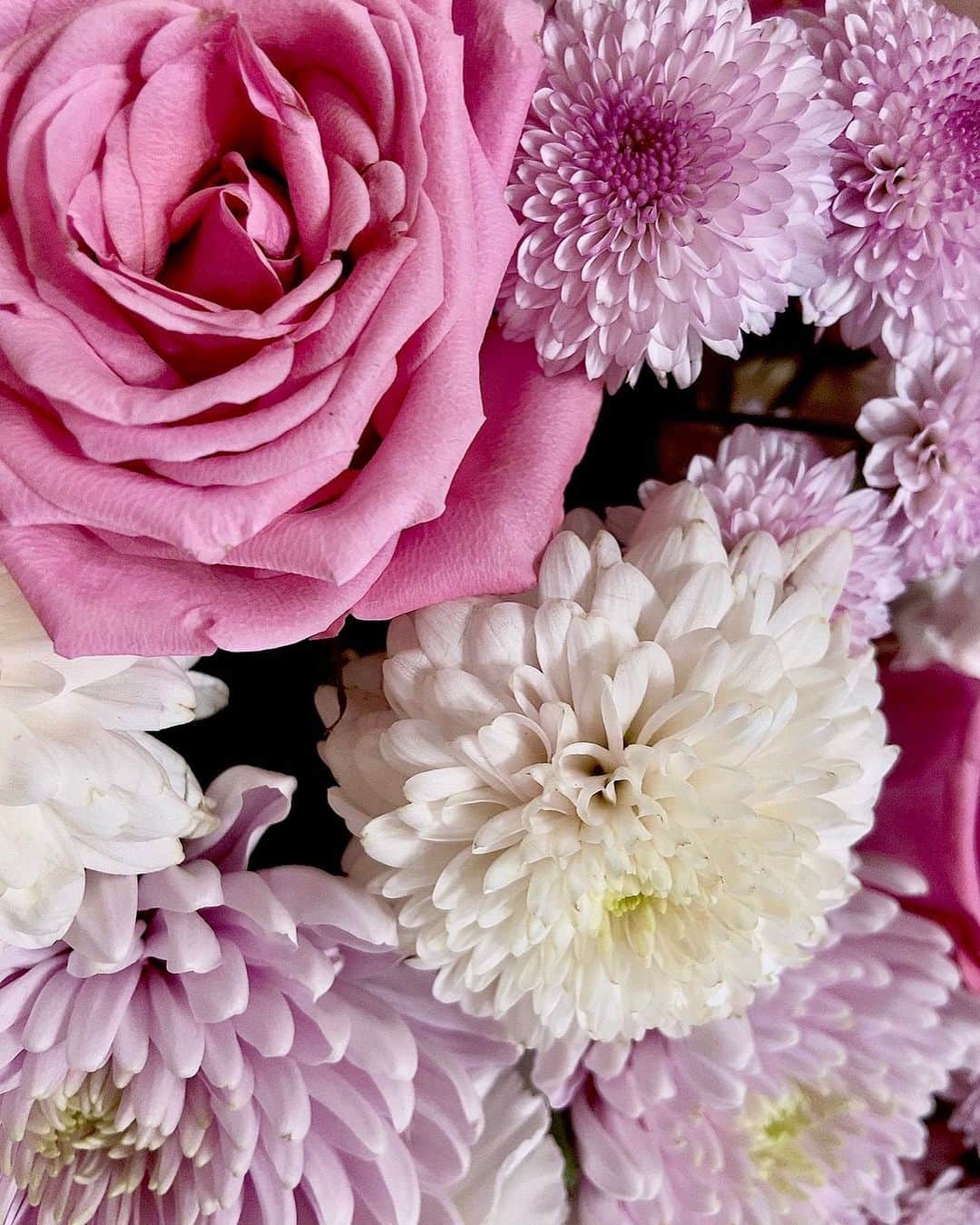 宮村ななこさんのインスタグラム写真 - (宮村ななこInstagram)「How are you today. #photography #photo #flowers #flowerphotography #flowerstagram」7月1日 16時26分 - miyamuchan_001