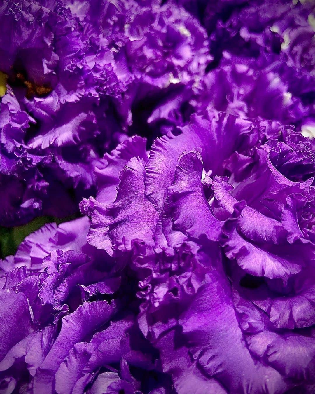 宮村ななこさんのインスタグラム写真 - (宮村ななこInstagram)「purple. #photography #photo #flowers #flowerstagram #flowerphotography」7月1日 16時58分 - miyamuchan_001