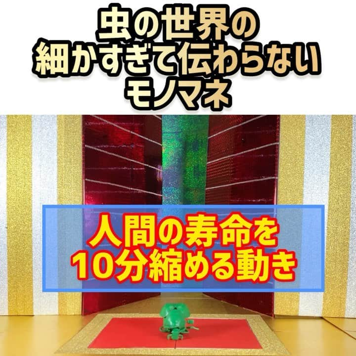 三戸キャップのインスタグラム：「虫の世界の細かすぎて伝わらないモノマネ選手権〜カナブン編〜 #そこやるモノマネ 150個目 #物の世界の細かすぎて 第3弾  #細かすぎて伝わらないモノマネ #モノマネ #ものまね #あるある #あるあるネタ #虫 #昆虫 #昆虫好きな人と繋がりたい #カナブン #実際のところセミによくやられる #これからの季節避けられない #三戸キャップ」