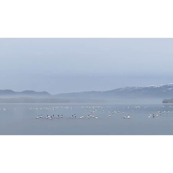 Hikaruのインスタグラム：「The group of a lot of swans. . . #shotoniphone  #instagram  #movie  #1x_japan #bestphot＿japan #igersjp #photo_travelers #art_of_japan #japan_daytime_view #japan_of_insta #lovers_nippon #japan_vacation #ptk_japan #yourshotphotographa #photo_shottrip #bestjapanpics #raw_japan #hokkaido」