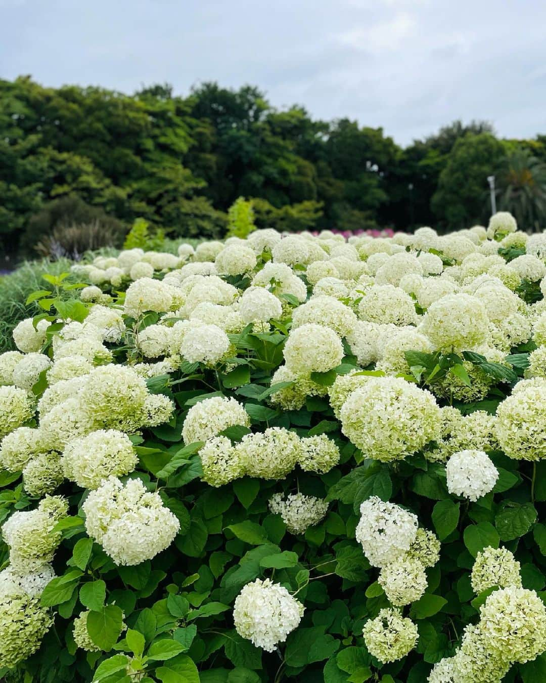 小澤陽子さんのインスタグラム写真 - (小澤陽子Instagram)「𝐇𝐄𝐋𝐋𝐎 𝐉𝐔𝐋𝐘…🌻  　💠💠🍃  💠💠💠　𝚃𝙷𝙰𝙽𝙺 𝚈𝙾𝚄 𝙹𝚄𝙽𝙴 ☻ 🍃💠💠  #2021年 #前半が終わった… #HowFastTimeGoes #後半こんにちは #紫陽花 #あじさい #陽子の陽って入ってるので勝手に片想い #hydrangea #癒されました。 #おざよーfashion👗#カジュアルコーデ」7月1日 21時23分 - yoko.ozawa729