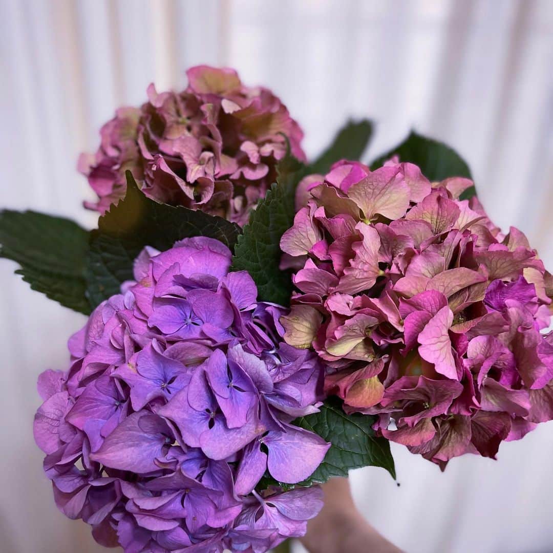 戸田さと美さんのインスタグラム写真 - (戸田さと美Instagram)「7月となりましたが、 梅雨空の毎日で、気圧で朝起きるの ちょっと辛いかな。  いつも帰りに寄る #青山フラワーマーケット で、背の高い紫陽花が目に止まり、 移り変わる日本の美を惜しむように 手に取ってしまった紫陽花。  この 西洋のアジサイの ハイドランジア  花言葉は  「移り気」「冷淡」「辛抱強さ」「冷酷」「無情」「高慢」  あまり良い意味では捉えられないけれど 辛抱強さって言葉は、好きかな。  移り気も、ちょっと私らしいかも。  気に入ってます。  やっぱりお花は癒しですね。  この後はドライフラワーで楽しみます❤️  #受験生ママのストレス発散 #お受験ママ #紫陽花  #アジサイ #flower  #flowerstagram  #flowerphotography  #instapic  #instaflowerlovers #お花好き  #花好きな人と繋がりたい  #ワンピース #ワンピースコーデ #birthdaybash  #バースデーバッシュ #夏コーデ #足元倶楽部 #写真好きな人と繋がりたい #写真が好きな人と繋がりたい #写真を撮るのが好きな人と繋がりたい #カメラ好きな人と繫がりたい #心地よい自分へ #余裕がある女性 #40代の生き方 #アラフォーファッション #ファッション好きさんと繋がりたい」7月1日 22時59分 - satomitoda