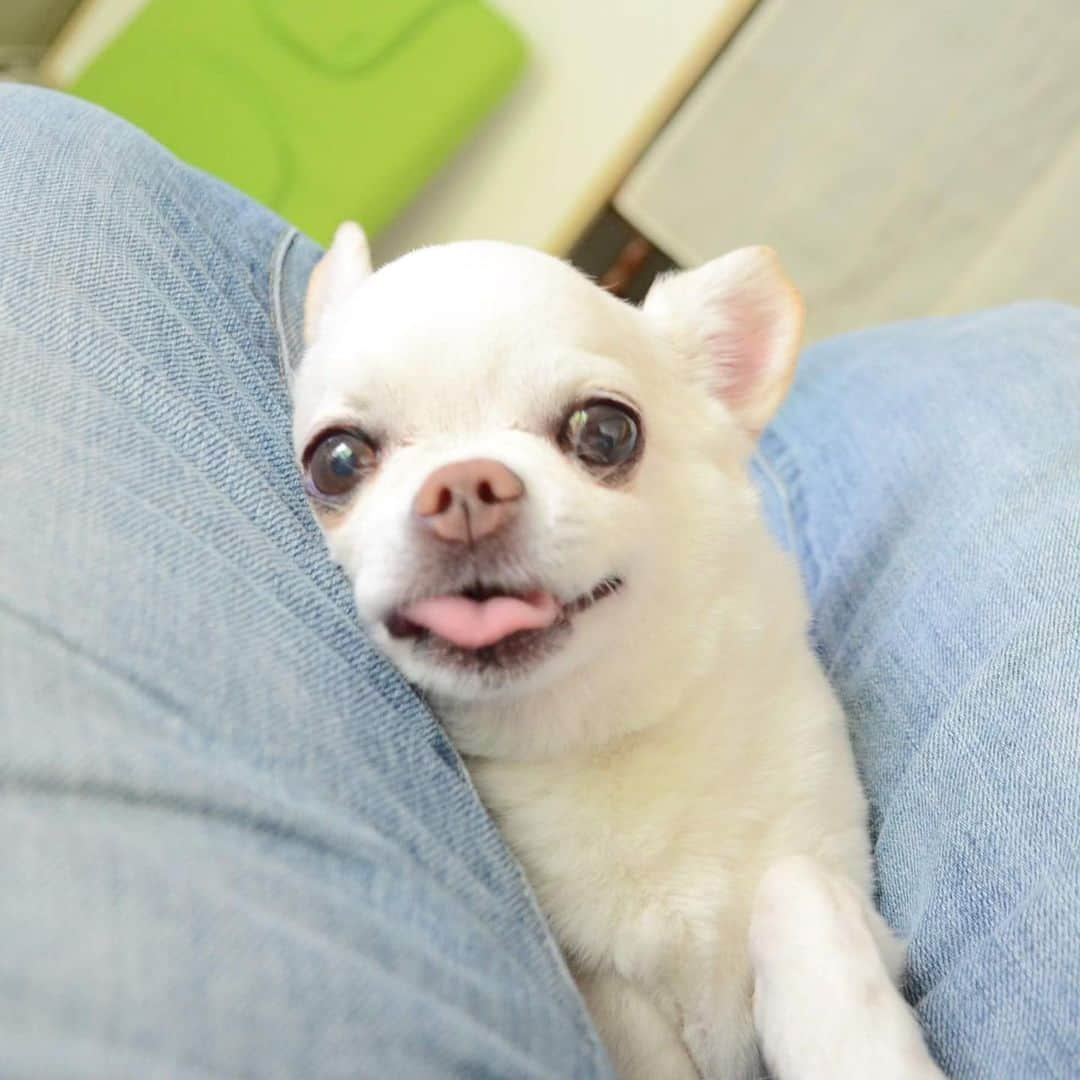 KORIKIさんのインスタグラム写真 - (KORIKIInstagram)「こりきの誕生日も近いなぁ。 #月命日 * #dogofsapporo #dog, #dogs, #dogstagram,#chihuahua,#犬バカ部,#チワワ,#koriki, #hanadog #白スムチ連合会, #スムチー,  #dogofthedayjp, #dogoftheday  #ilovemydog #instadog #instapet #WhiteChihuahua  #吉娃娃 #치와와  #dogsofinstagram #Chihuahualover  #ชิวาวา #チワワの輪 #barkbox #WhiteChihuahuaParty #もふもふモフモフ」7月2日 7時53分 - koriki_dog