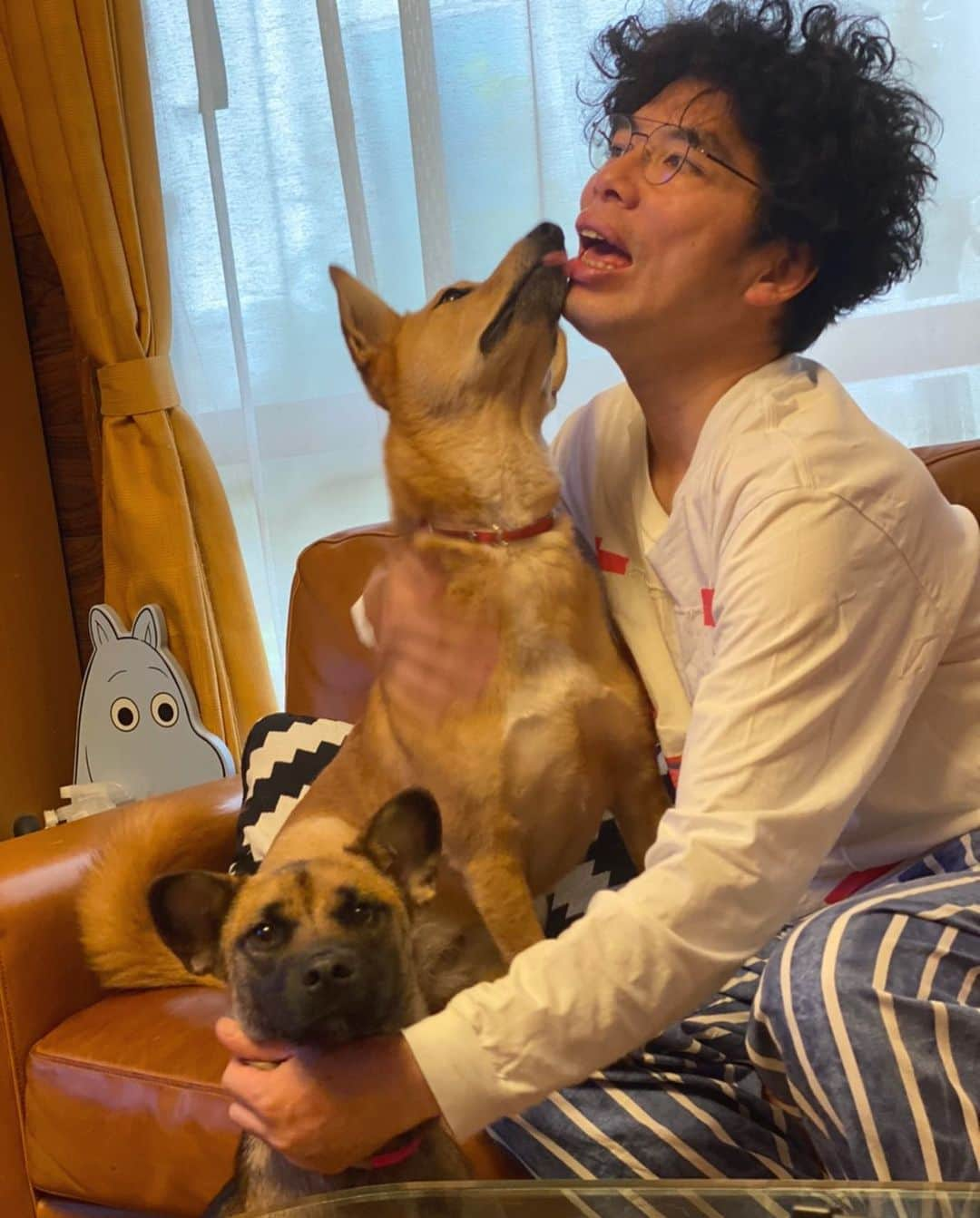 片桐仁のインスタグラム：「#雨で散歩に行けなーい #元保護犬今過保護犬」