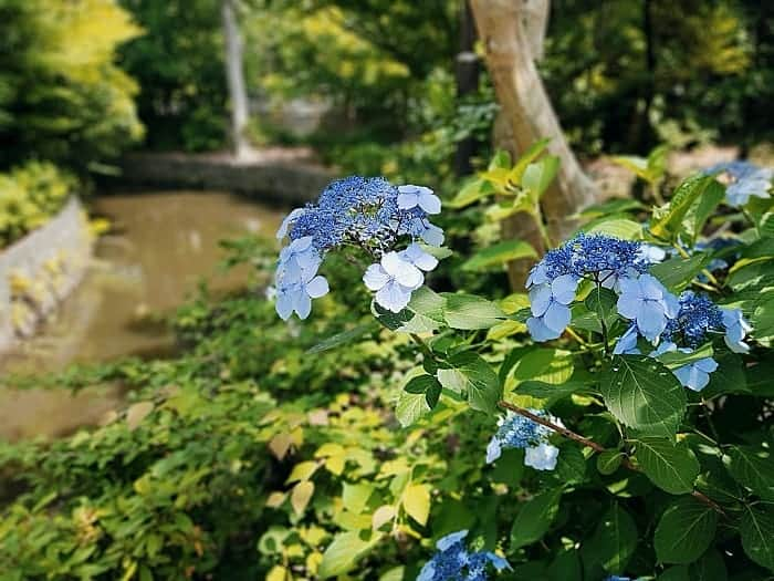 あぽりさんのインスタグラム写真 - (あぽりInstagram)「｢紫陽花を見に｣ · 今年はどの花も、例年より開花が早く、終わるのも早い。 紫陽花、大好きな花です✨ · 詳しくは、ストーリー、ハイライト、 プロフィール(@apori33 )のリンクから 飛んで読んでみて下さい。 · #紫陽花 #アジサイ #花 #絵日記 #絵日記ブログ #イラスト #イラストエッセイ #漫画 #漫画ブログ #ライブドアインスタブロガー #ライブドア公式ブロガー」7月2日 11時01分 - apori33