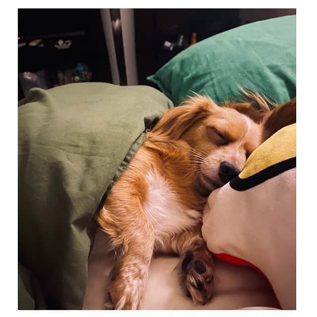 のインスタグラム：「きなこくんに会いたいなあ☺︎ . . 最近は動物とストリートピアノのYouTubeばっか見てるなあ〜 _ #ストリートピアノ永遠見てられる #その癖 #鍵盤ハーモニカ以来ピアノなんて触れ合ってないよ #と言うか鍵盤ハーモニカってピアノ？ #ハーモニカって言うてるから #ハーモニカか #ややこしい #こじらせ楽器だなぁ」