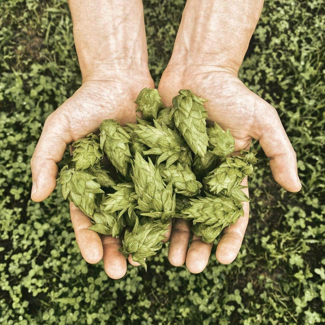 三浦大地さんのインスタグラム写真 - (三浦大地Instagram)「植物の可能性はまだまだ未知で、解明されていない成分や効能も沢山ある。  そのなかで、僕が実際の体感から注目している植物「ホップ」  実際手にしたことがある人は少ないはず。  ホップはビールで有名ですが、麻科の植物で、穂の中にある黄色の粉から芳醇な香りがします。  その香りを嗅いだ時に、なんとも言えない安らぎがありました。  眼球が裏返る感じ。  視覚にばかり頼り過ぎて鈍くなっていた五感、六感に繋がる感じ。  自分の直感と体感からこの植物を使ったプロダクトを創ろうと思いました。  今回は京都府の与謝野町のホップ畑にて収穫させて頂きました。  調べれば調べるほど色々な可能性が潜んでいることがわかります。  EARTH AND STOVE CONNECTING MISTはそろそろ初回予約して頂いた皆様には御手元に届き始めた頃ですね。  人それぞれ体感は違うと思います。  全ての体感や直感は全て正解です。  もうすぐこのエキスを使用したCONNECTING BATH SALTも予約開始致します。  是非、体感を教えて頂けたら嬉しいです。  #hop #earthandstove #connectingmist #connectingbathsalt」7月2日 11時42分 - daichi_1127